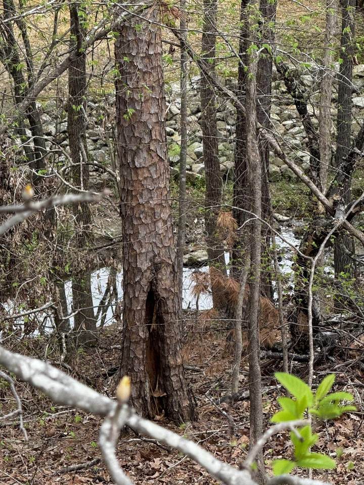 Lot 31 Forest View Circle - Photo 1