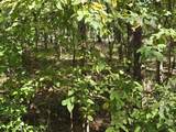Lot 413 Plum Hollow - Photo 2