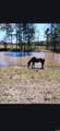 5665 Hwy 53 - Photo 42