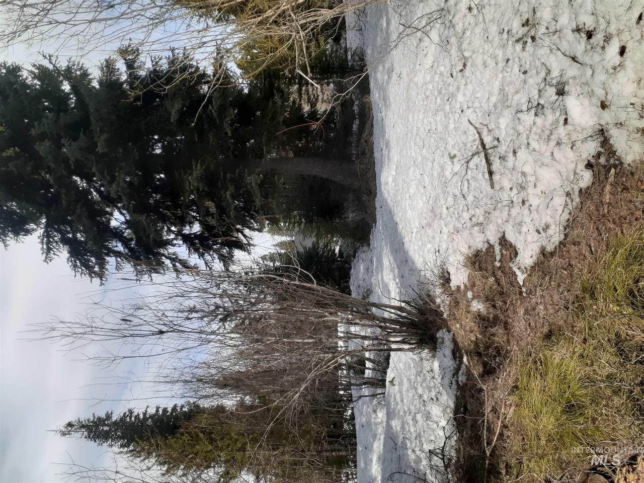 1003 Penstemen - Photo 1