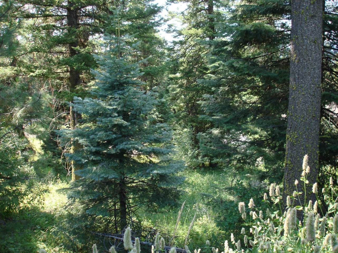 Lot 68 Aspen Ridge Lane - Photo 1