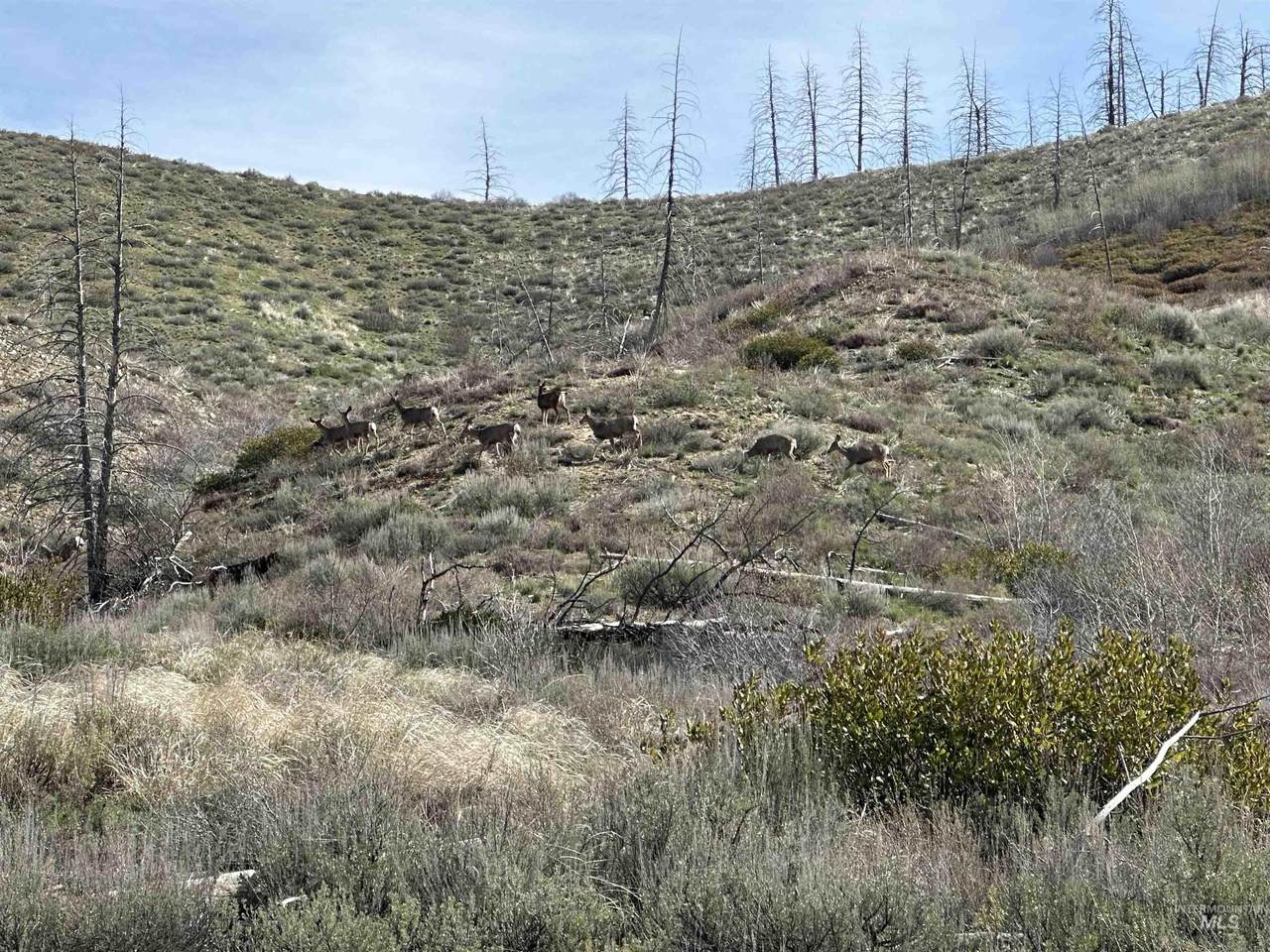 TBD Lester Creek Rd - Photo 1