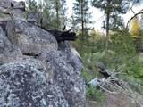 ±320 acres - Big Creek Meadows Ranch - Photo 13