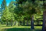 21506 Buckboard Lane - Photo 44