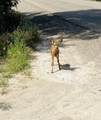 830 Snively Gulch Rd - Photo 35