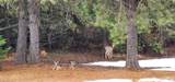 229 Henderson Loop Rd - Photo 32