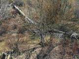 TBD Lester Creek Rd - Photo 13