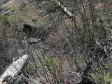 TBD Lester Creek Rd - Photo 5