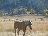 TBD Gold Fork Road - Photo 21