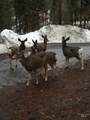 TBD Gold Fork Road - Photo 29