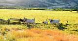 TBD Sweet-Ola Hwy - Photo 28