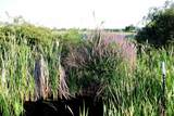 TBD Sweet-Ola Hwy - Photo 31