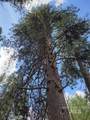 TBD Peaceful Pines Rd Lot 13 - Photo 12