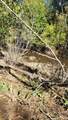 TBD Goodrich Creek Rd. - Photo 15