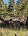 TBD Harris Ridge Rd - Photo 12