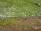 106xx Timber Butte Rd - Photo 32