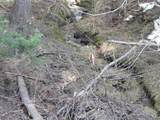 1601 Bear Trail Loop - Photo 7