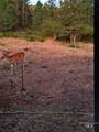 37596 Eberhardt Road - Photo 45