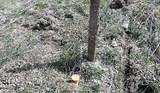 TBD Apple Wood Dr - Photo 21