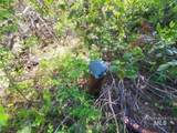 Lots 1 & 2 Wilderness Ridge Rd - Photo 8