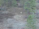 1408 Carrot Ridge Road - Photo 15