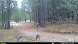 201 ac TBD Smith Ferry Dr - Photo 23