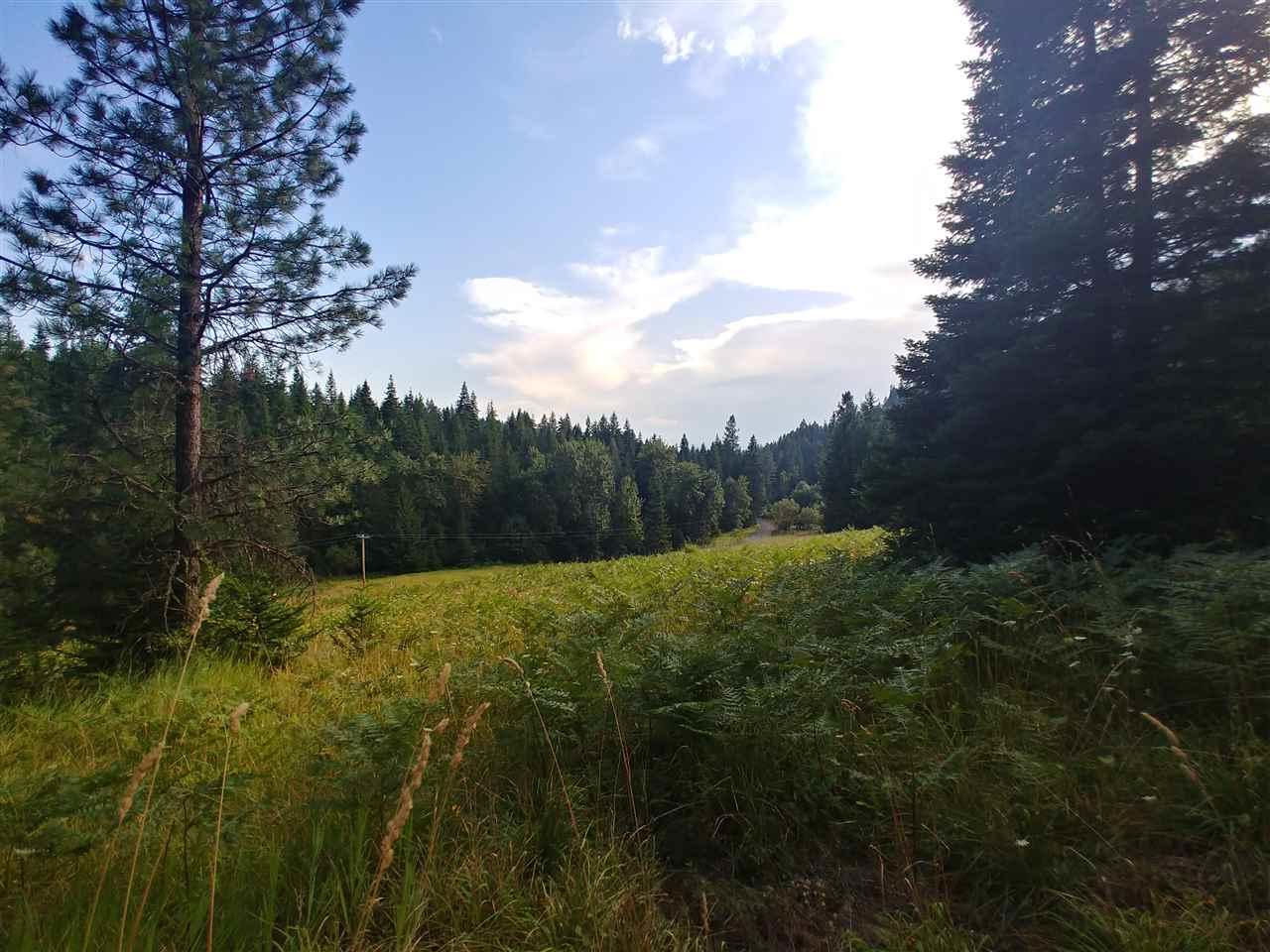 000 Red Fir - Photo 1