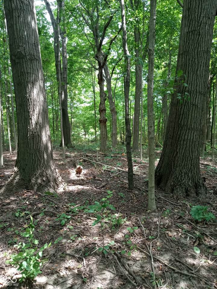 https://bt-photos.global.ssl.fastly.net/indy/1280_boomver_1_22115084-1.jpg