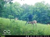 0 Black Ankle Road - Photo 39