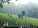 0 Black Ankle Road - Photo 44