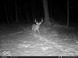 0 575 - Photo 61