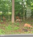 1018 Forest View Drive - Photo 8