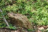 Tract 4: 0 County Road 555 - Photo 16
