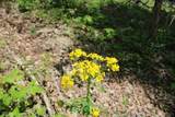 Tract 3: 0 County Road 555 - Photo 24
