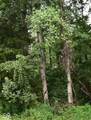 4203 Moorman Road - Photo 9