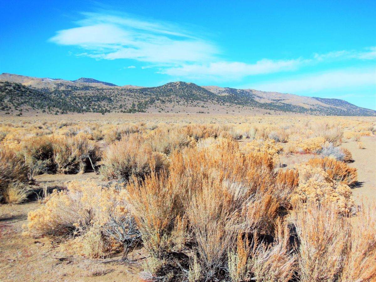 160 Acres Hwy 120 - Photo 1