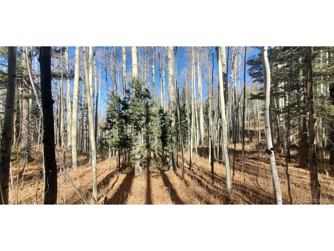 6060 Forbes Rd - Photo 1