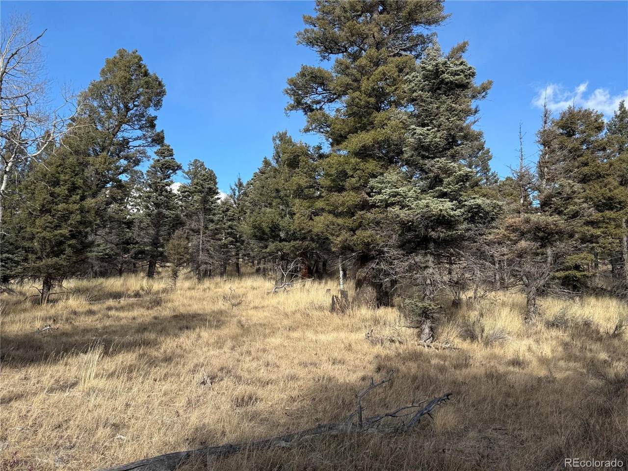 310 Morley Pl - Photo 1