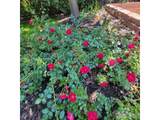 1308 Robertson St - Photo 43
