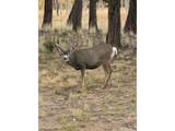 2841 Singletree Rd - Photo 19