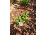 3477 Janus Dr - Photo 35