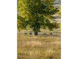 11534 Eagle Springs Trl - Photo 9