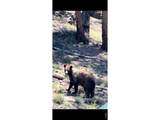 1989 Spencer Mountain Rd - Photo 39