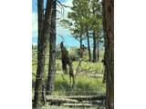 1989 Spencer Mountain Rd - Photo 44