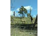 1989 Spencer Mountain Rd - Photo 45