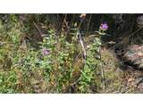 0 Old Camp Rd - Photo 21