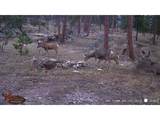 0 Old Camp Rd - Photo 3
