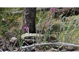 0 Old Camp Rd - Photo 9