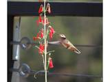 5896 Peregrine Trl - Photo 43