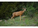 5896 Peregrine Trl - Photo 44